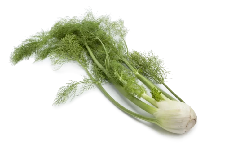 Fennel bulb with green leaves