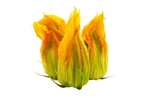 Pumpkin Seed Oil FLower