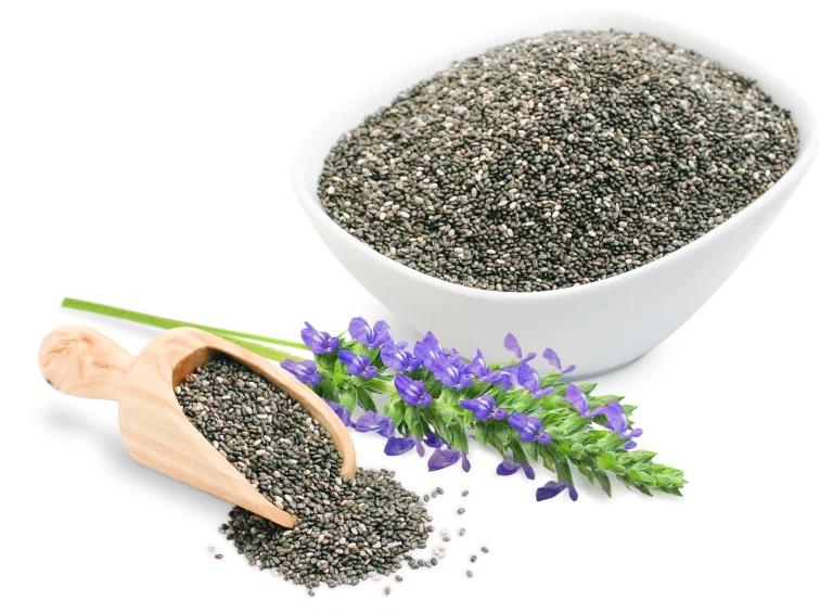 Chia Plant with Seeds for Chia Seed Oil