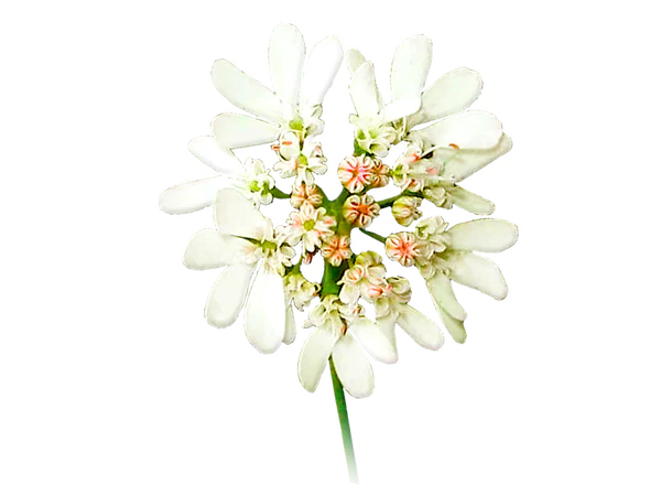 Coriander Seed Oil Flower
