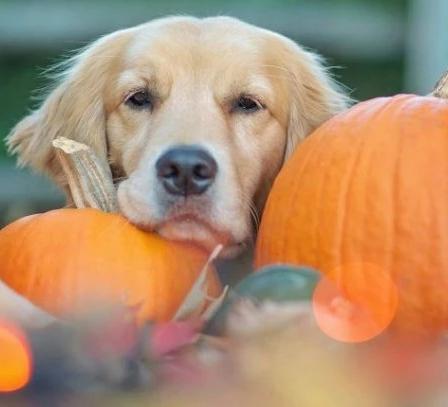 Pumpkin Seed Oil for Dog