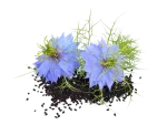 BLACK CUMIN SEEDs (Nigella Sativa)