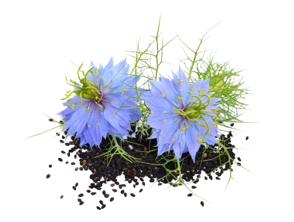 BLACK CUMIN SEEDs (Nigella Sativa)