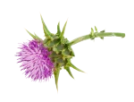 Milk Thistle Oil Also known as the