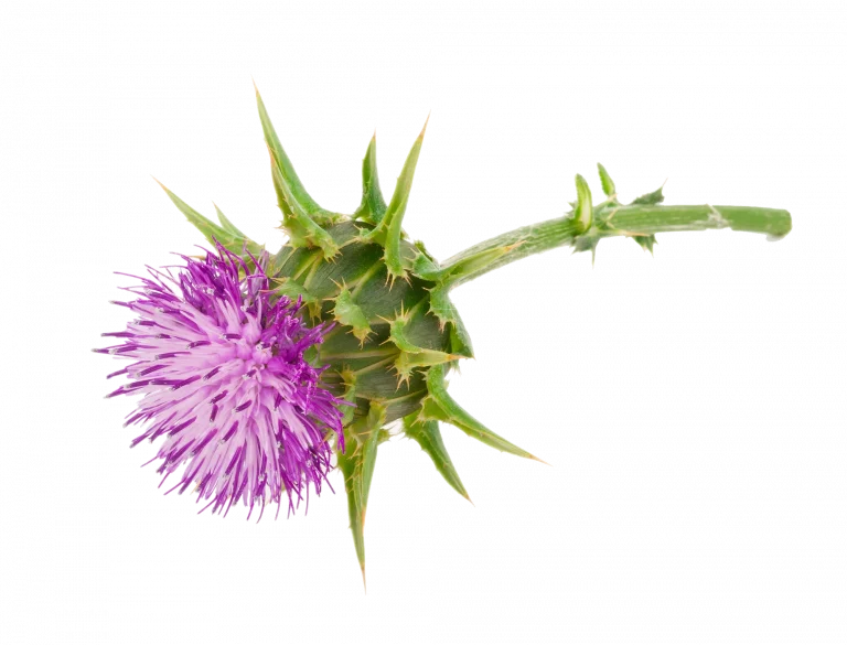 Milk Thistle Oil Also known as the "Holy Thistle", this flower from the Daisy family is native to many Mediterranean countries.